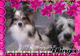 mY dOGGIES....Potsey and Minnie