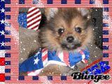 Gucci La Pucci, Patriotic Pooch