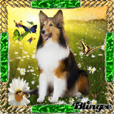 Collie in der Sommerwiese