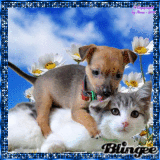 ••► 29. PLATZ - Bestes Tier - & 86. PLATZ - Beste Freunde Blingee ~ by Nina ♛
