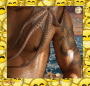 Strandgut Strandgut