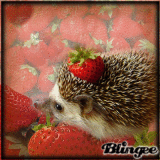 un erizo, con fresas?