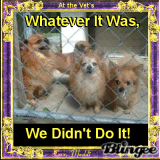 At the Vet's ~ Whatever It Was, We Didn't Do It: by Maddi 