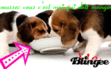 chiot trop mimi