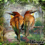 Birds in the Garden