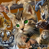 A World of Cats A World of Cats