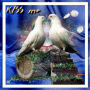 Kiss me