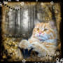 caaat