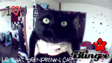 le chat de norman 