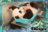..Baby Panda Bär..baby panda bear..