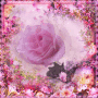 rose pink
