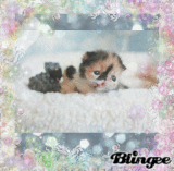 mon 2 eme tit chat