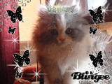 gabie 