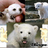 Polar Bear Babies