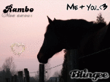 Rambo mon amour