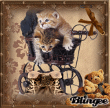 Baby Kittens