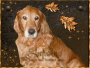 Kaylee loves the autumn 
