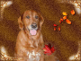 Tasia and the autumn leaves