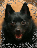 Schipperke! <3 :o)