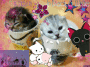 Cute Kittens ♥ x3