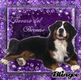 Bovaro del Bernese..<3