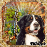 Sennhund im Herbstwald