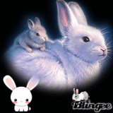 Lapins trO mimi