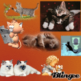 Graphics Collection: Cats ~stina.scott