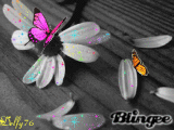 fiori1