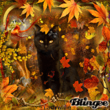 The Autumn Cat!!!