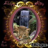 Sleepy Kitty: by Maddi 