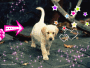 migon ptit labrador