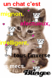 les chats, les mecs