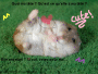 Cute Hamster