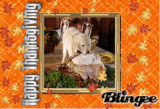 A Feast For Man's Best Friend