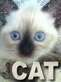 Cute cat