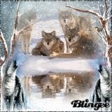 Wild winter