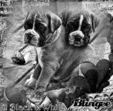 Sweet Little Puppys