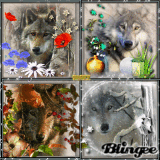 The 4 seasons of the wolf - Les 4 saisons du loup