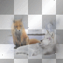 amon // winter animals
