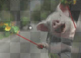 funny piglet