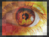 Yellow Fire Eye