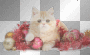 merry christmas cat merry christmas cat