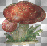 Mushrooms.