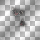 mejserr moths