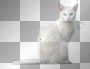 White fantasy vintage gothic cat