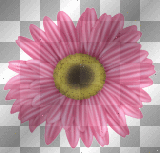 pink flower shell moppy5555