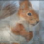 Squirrel background animated