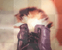 Kitty in a boot Kitty in a boot