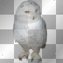 Snowy owl fantasy bird birds